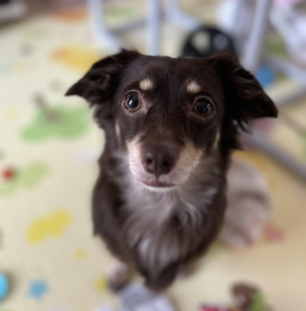 訪問看護の看板犬