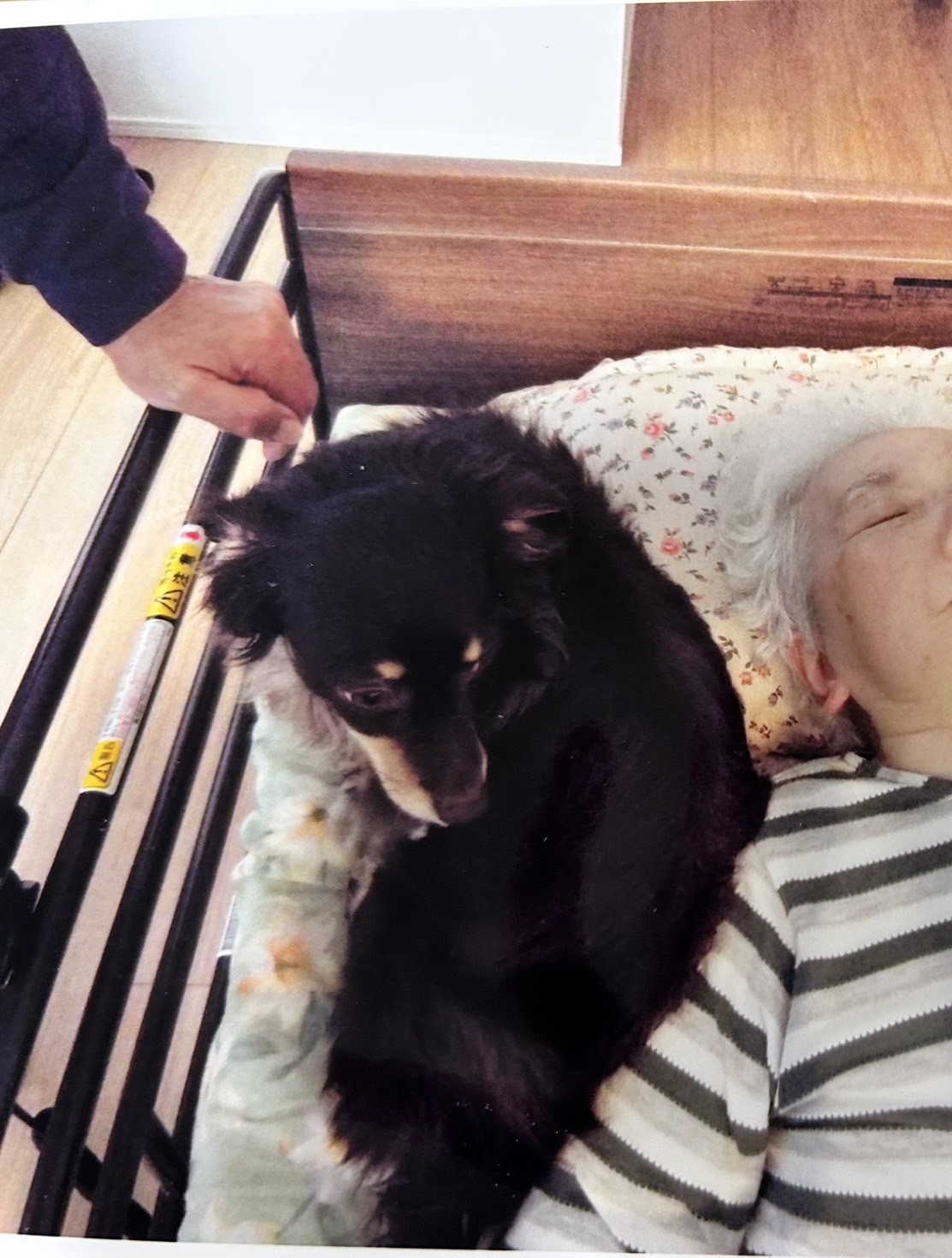 寄り添い犬