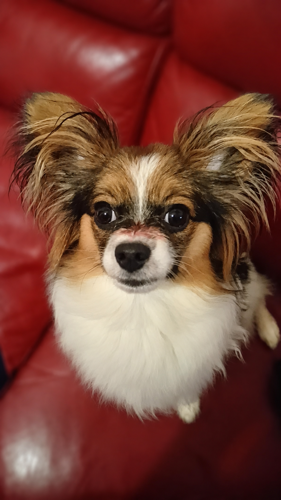 ファシリ犬